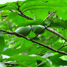 Load image into Gallery viewer, Pawpaw - Asimina triloba