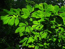 Load image into Gallery viewer, Pawpaw - Asimina triloba