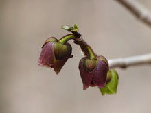 Load image into Gallery viewer, Pawpaw - Asimina triloba