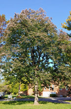 Load image into Gallery viewer, Persimmon - Diospyros virginiana
