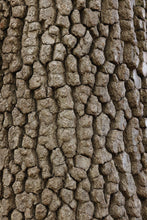 Load image into Gallery viewer, Persimmon - Diospyros virginiana
