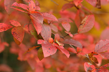 Load image into Gallery viewer, Elizabeth Highbush Blueberry - Vaccinium corymbosum 'Elizabeth'
