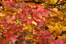 Load image into Gallery viewer, Coville Highbush Blueberry - Vaccinium corymbosum 'Coville'