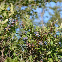 Load image into Gallery viewer, Elizabeth Highbush Blueberry - Vaccinium corymbosum 'Elizabeth'