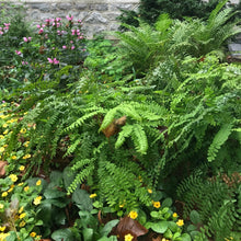 Load image into Gallery viewer, Maidenhair Fern - Adiantum pedatum