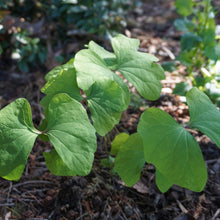 Load image into Gallery viewer, Twinleaf - Jeffersonia diphylla
