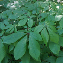Load image into Gallery viewer, Bottlebrush Buckeye - Aesculus parviflora