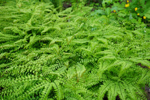 Load image into Gallery viewer, Maidenhair Fern - Adiantum pedatum