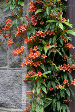 Load image into Gallery viewer, Crossvine - Bignonia capreolata