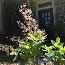 Load image into Gallery viewer, American Smoketree - Cotinus obovatus