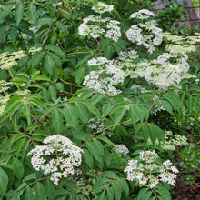 Load image into Gallery viewer, American Black Elderberry - Sambucus canadensis