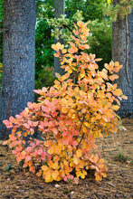 Load image into Gallery viewer, American Smoketree - Cotinus obovatus