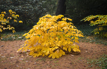Load image into Gallery viewer, Bottlebrush Buckeye - Aesculus parviflora