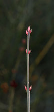 Load image into Gallery viewer, Strawberry Bush - Euonymus americanus