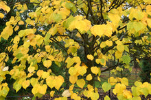 Load image into Gallery viewer, Appalachian Red Eastern Redbud - Cercis canadensis 'Appalachian Red'