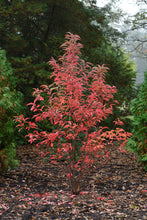 Load image into Gallery viewer, Sourwood - Oxydendrum arborerum