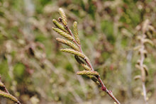 Load image into Gallery viewer, Sweetfern - Comptonia peregrina