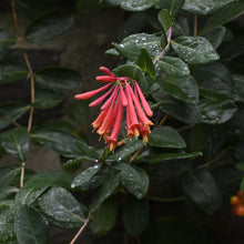Load image into Gallery viewer, Major Wheeler Trumpet Honeysuckle - Lonicera sempervirens 'Major Wheeler'