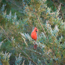 Load image into Gallery viewer, Burkii Eastern Red Cedar - Juniperus virginiana 'Burkii'