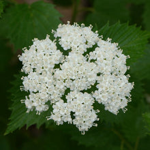 Load image into Gallery viewer, Blue Muffin Arrowwood - Viburnum dentatum 'Christom' Blue Muffin®