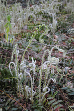Load image into Gallery viewer, Christmas Fern - Polystichum acrostichoides