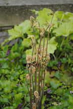 Load image into Gallery viewer, Royal Fern - Osmunda regalis var. spectabilis