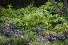 Load image into Gallery viewer, Flowering Raspberry - Rubus odoratus