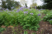 Load image into Gallery viewer, Jacob's Ladder - Polemonium reptans