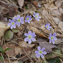 Load image into Gallery viewer, Sharp-lobed Hepatica - Hepatica acutiloba