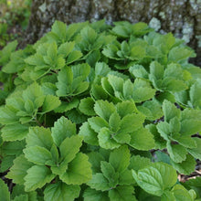 Load image into Gallery viewer, Allegheny Pachysandra - Pachysandra procumbens