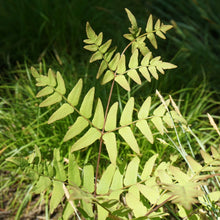 Load image into Gallery viewer, Royal Fern - Osmunda regalis var. spectabilis