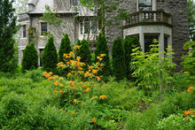Load image into Gallery viewer, Flame Azalea - Rhododendron calendulaceum