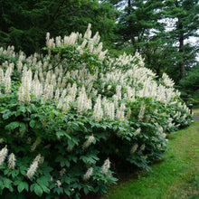 Load image into Gallery viewer, Bottlebrush Buckeye - Aesculus parviflora