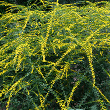 Load image into Gallery viewer, Fireworks Wrinkleleaf Goldenrod - Solidago rugosa 'Fireworks'