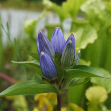 Load image into Gallery viewer, Closed Bottle Gentian - Gentiana andrewsii