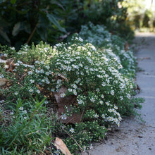 Load image into Gallery viewer, Snow Flurry White Heath Aster - Symphyotrichum ericoides 'Snow Flurry'