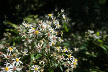 Load image into Gallery viewer, White Wood Aster - Eurybia divaricata