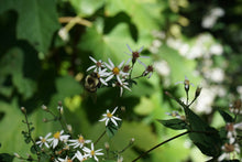 Load image into Gallery viewer, White Wood Aster - Eurybia divaricata