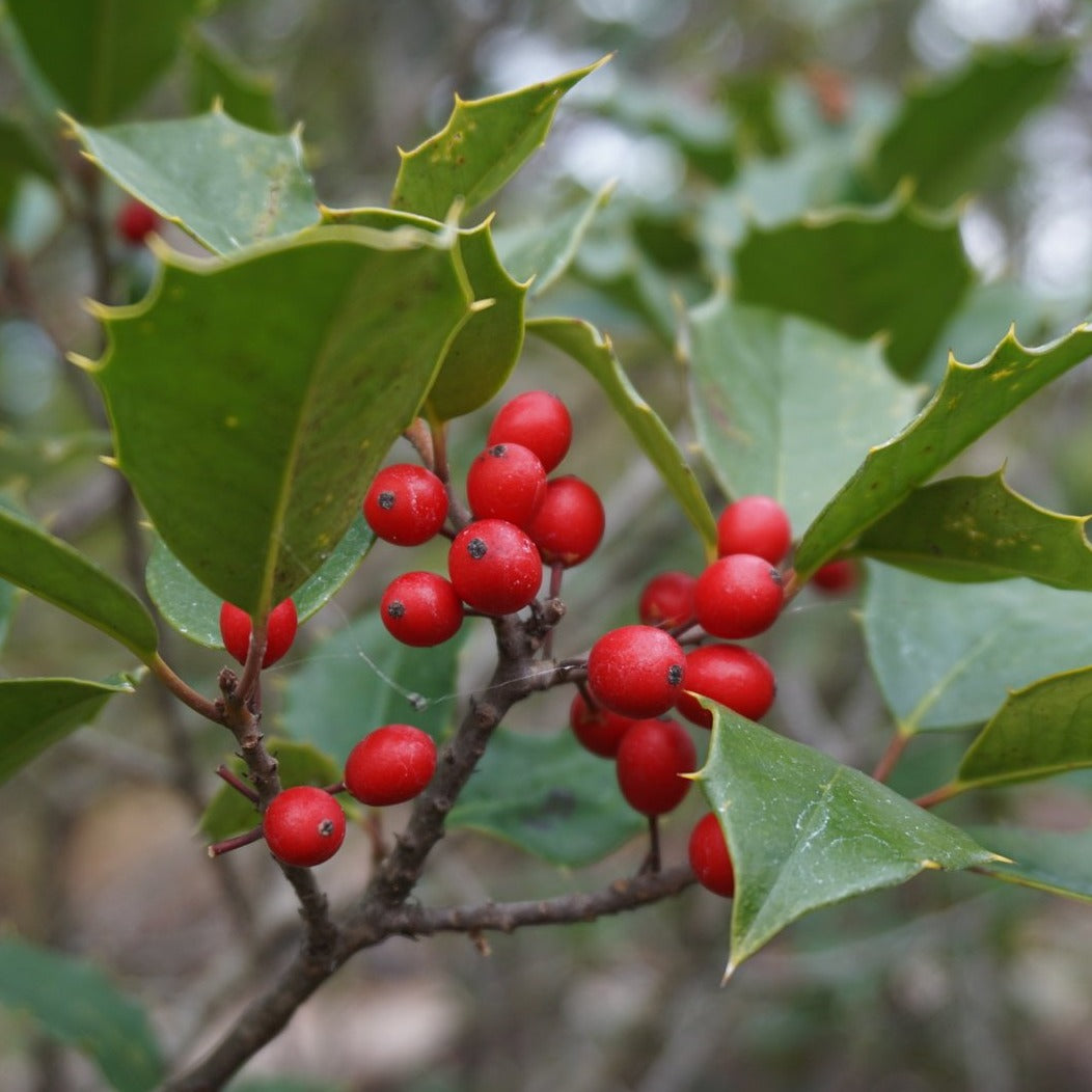 Dwarf American Holly Ilex Opaca Maryland Dwarf Natural Lands dwarf-american-holly-ilex-opaca-maryland-dwarf-natural-lands