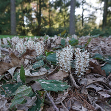 Load image into Gallery viewer, Allegheny Pachysandra - Pachysandra procumbens
