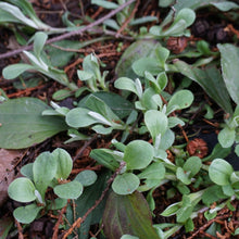 Load image into Gallery viewer, Pussytoes - Antennaria plantaginifolia