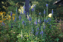 Load image into Gallery viewer, Great Blue Lobelia - Lobelia siphilitica