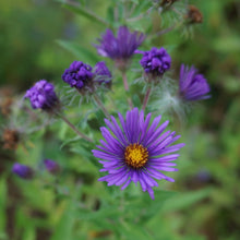 Load image into Gallery viewer, Grape Crush New England Aster - Symphyotrichum novae-angliae 'Grape Crush'