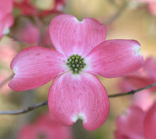 Load image into Gallery viewer, Flowering Dogwood - Cornus florida 'Comco No. 1'