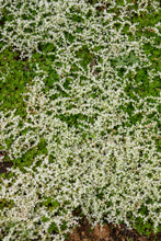 Load image into Gallery viewer, Larinum Park Woodland Stonecrop - Sedum ternatum 'Larinum Park'
