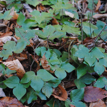 Load image into Gallery viewer, Sharp-lobed Hepatica - Hepatica acutiloba