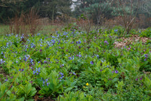 Load image into Gallery viewer, Virginia Bluebells - Mertensia virginica