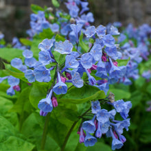 Load image into Gallery viewer, Virginia Bluebells - Mertensia virginica