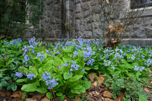 Load image into Gallery viewer, Virginia Bluebells - Mertensia virginica