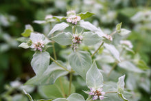 Load image into Gallery viewer, Clustered Mountain Mint - Pycnanthemum muticum